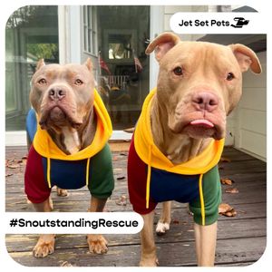 Image post by @jetsetpets on Instagram