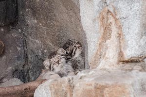 Image post by @nicolezaayerphotography on Instagram