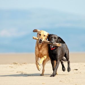 Image post by @animalplanet on Instagram