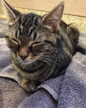 Image post by @animalplanet on Instagram