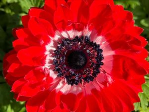 Image post by @rogersgardens on Instagram