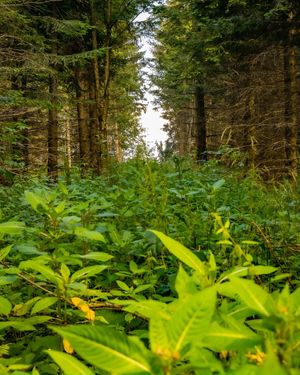 Image post by @cristan.nature.photography on Instagram