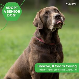 Image post by @yumove_usa on Instagram