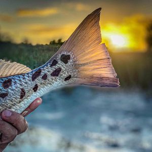 Image post by @toadfishoutfitters on Instagram