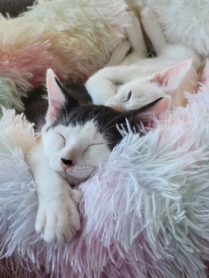 Image post by @DiamondPetFood on Twitter