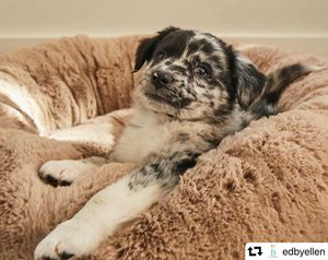 Image post by @ellendegeneres on Instagram