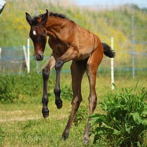 Image post by @australianturfclub on Instagram