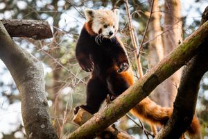 Image post by @animalplanet on Instagram