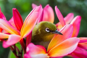 Image post by @AnimalPlanet on Twitter
