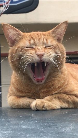 Image post by @DiamondPetFood on Twitter