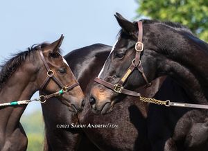 Image post by @thoroughbred_daily_news on Instagram