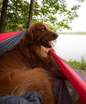 Image post by @triumphpetfood on Instagram