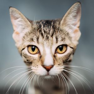 Image post by @whiskersandwagmo on Instagram