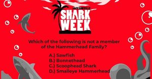 Image post by @jaxsharks on Instagram