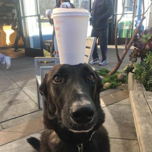 Image post by @yourfuzzy on Instagram