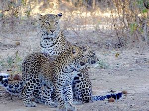 Image post by @chiawasafaris on Instagram