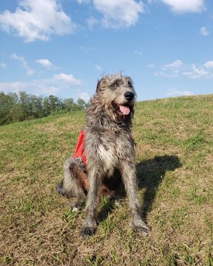 Image post by @thesavannahwolfhound on Instagram