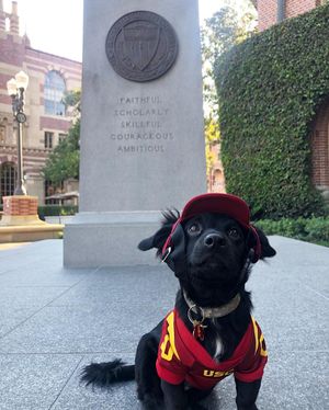 Image post by @uscdornsife on Instagram