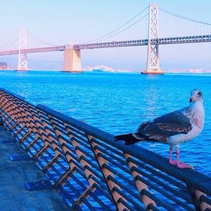 Image post by @onlyinsf on Instagram
