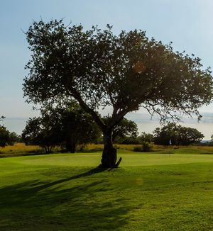 Image post by @alexknappegolf on Instagram