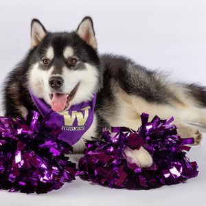 Image post by @dubs_uw on Instagram