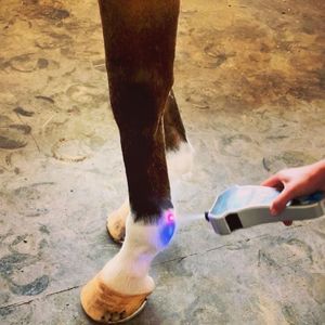 Image post by @gundyparkequine on Instagram