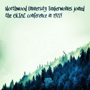 Image post by @nutimberwolves on Instagram