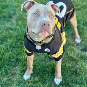 Image post by @steelers_nation_unite on Instagram