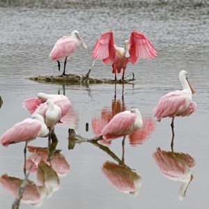 Image post by @animalplanet on Instagram
