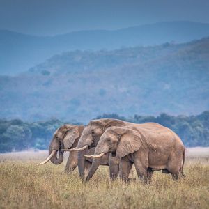 Image post by @chiawasafaris on Instagram