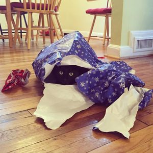 Image post by @animalplanet on Instagram