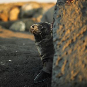 Image post by @animalplanet on Instagram