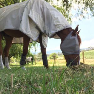 Image post by @snaffle_it on Instagram