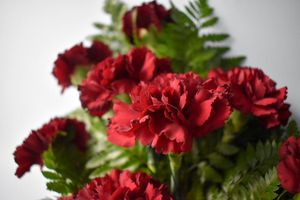 Image post by @elleemikellphoto on Instagram