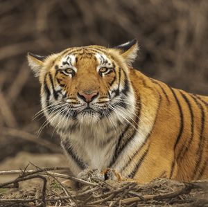 Image post by @Discovery on Twitter
