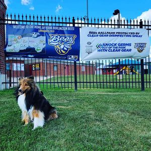 Image post by @burlington_bees on Instagram