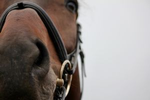Image post by @first_bit_equine_ on Instagram