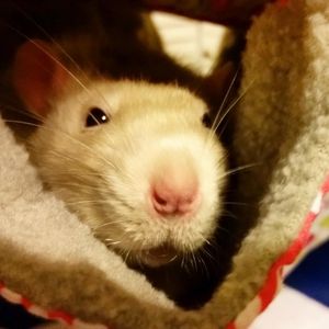 Image post by @animalplanet on Instagram
