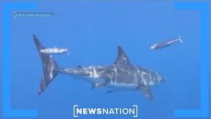 Video post by @newsnation on YouTube