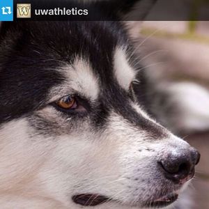 Image post by @uwgymnastics on Instagram