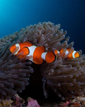 Image post by @4ocean on Instagram