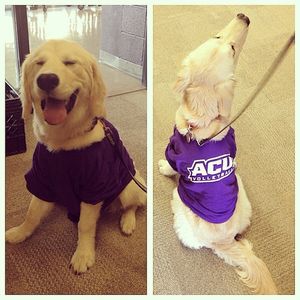 Image post by @acu_volleyball on Instagram