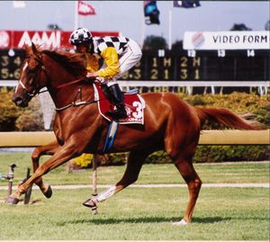Image post by @australianturfclub on Instagram