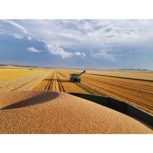 Image post by @grassclippings.club on Instagram