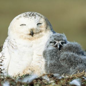 Image post by @animalplanet on Instagram