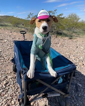 Image post by @petsmart on Instagram