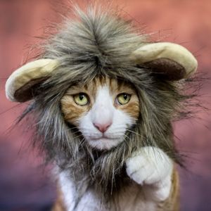 Image post by @AnimalPlanet on Twitter