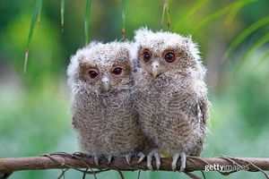Image post by @gettyimages on Instagram