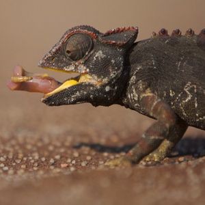Image post by @discovery on Instagram