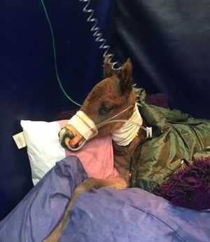 Image post by @NZHorseAmbulanceTrust on Facebook